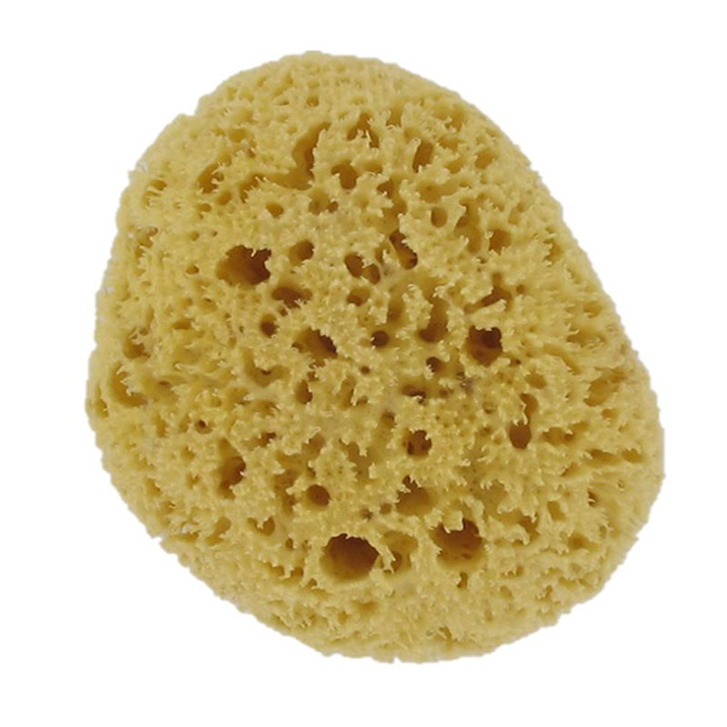 forsters_natural_sea_sponge_